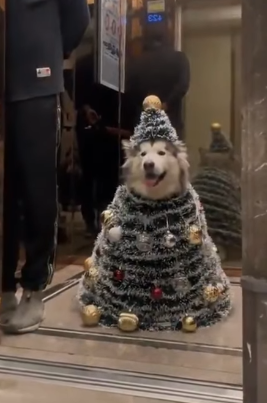 Особачивание елки; ♦ https://www.facebook.com/lev.zorin.965/videos/1099281608169344/