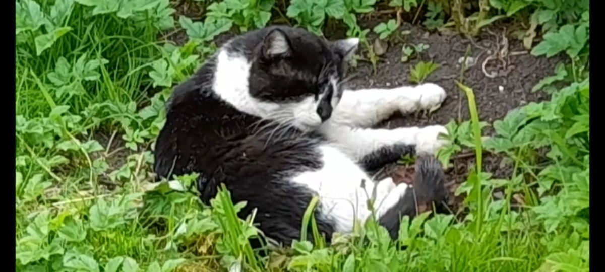 Фото автора. Митёк отдыхает в травке