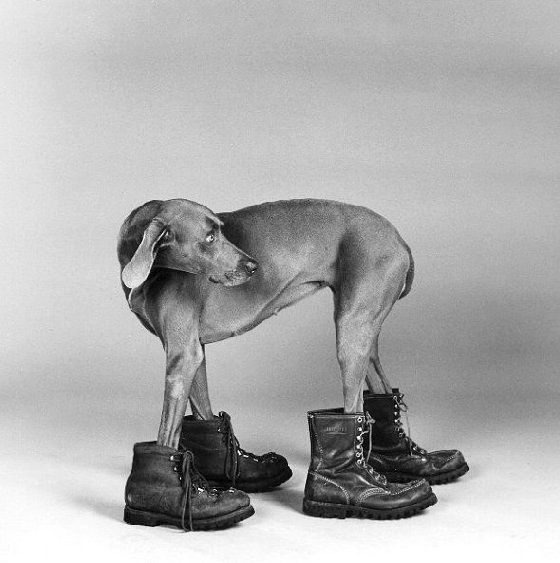 by William Wegman and His Weimaraners dogs ♦ https://www.facebook.com/EmilMilewskiArt/posts/pfbid02ck1Hd2DmQ6hVHxb5Fdgx2S7HVdq3aiq4ohqh8uqLMcn7EKZrMFMfKayy2AKbb9rcl