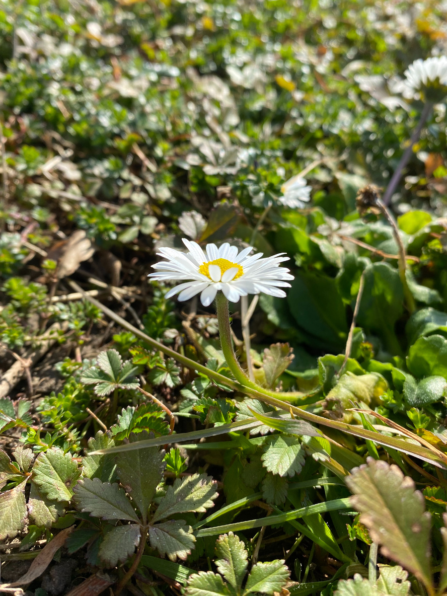 Дорогою цветов, личное фото