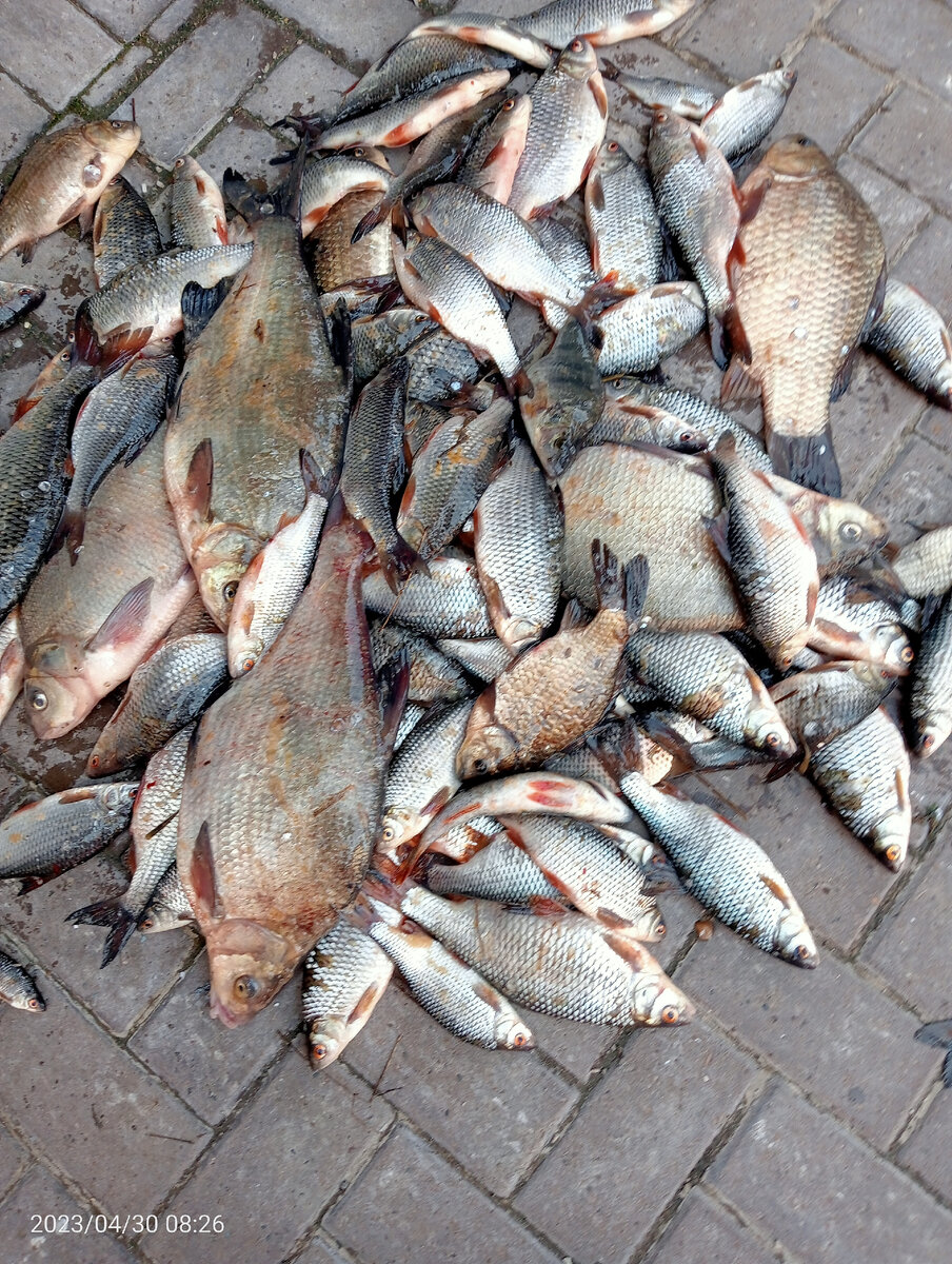 Весенний улов в 2023 году