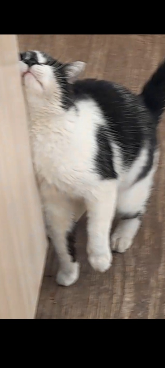 Скрин автора из видео. Примерно так