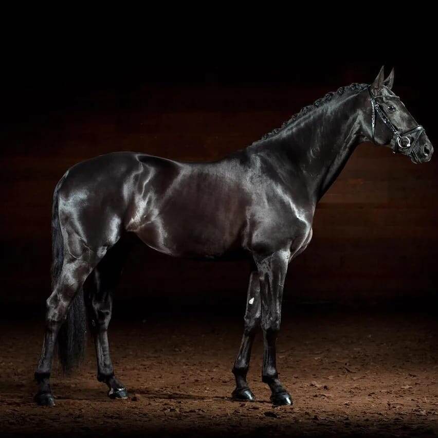 Визборн. Фото Старожиловского конного завода