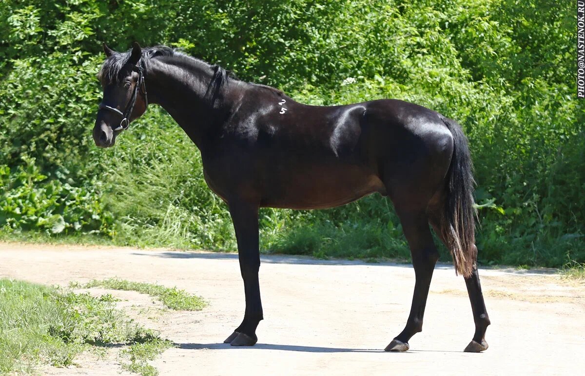 Глобал Стар. Фото Старожиловского конного завода