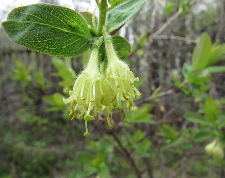 Так съедобная жимолость цветет