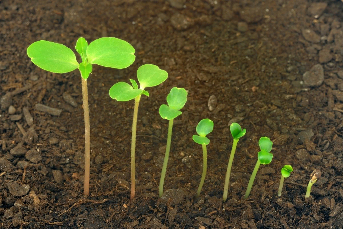 Первые всходы фото. Проросток рассада Ортон. Всходы клевера белого. Проростки редис. Проросток редиса семядоли.