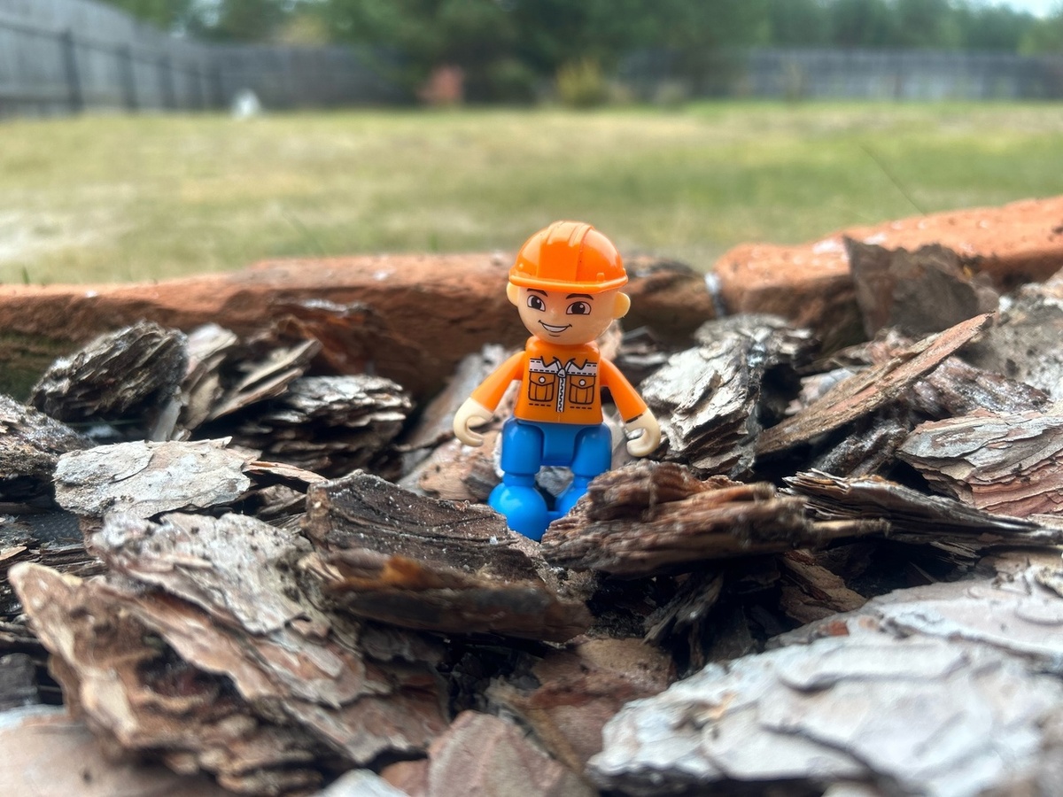 Нарциссы посажены и корой замульчировано