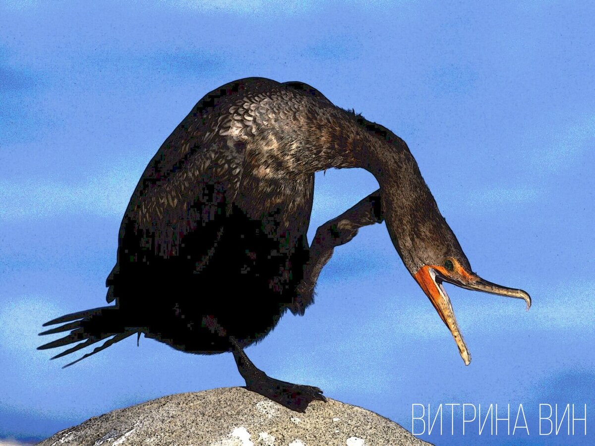 Примерно так выглядел тот самый любитель черной икры