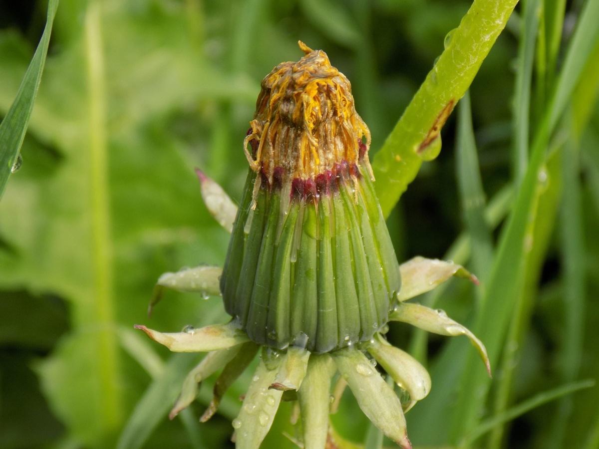 Ориби Камм Пирр - Давай, порадуемся вместе © Copyright: Ориби Камм Пирр