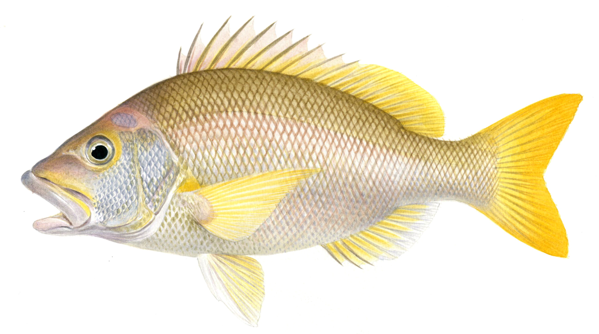 Lipocheilus carnolabrum