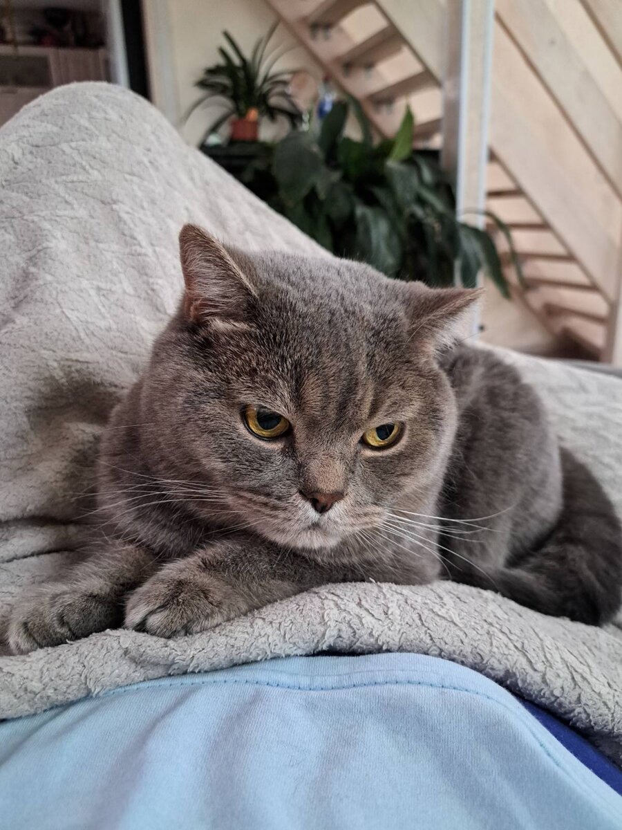 Старший кот. Главный)) серьёзный товарищ. 