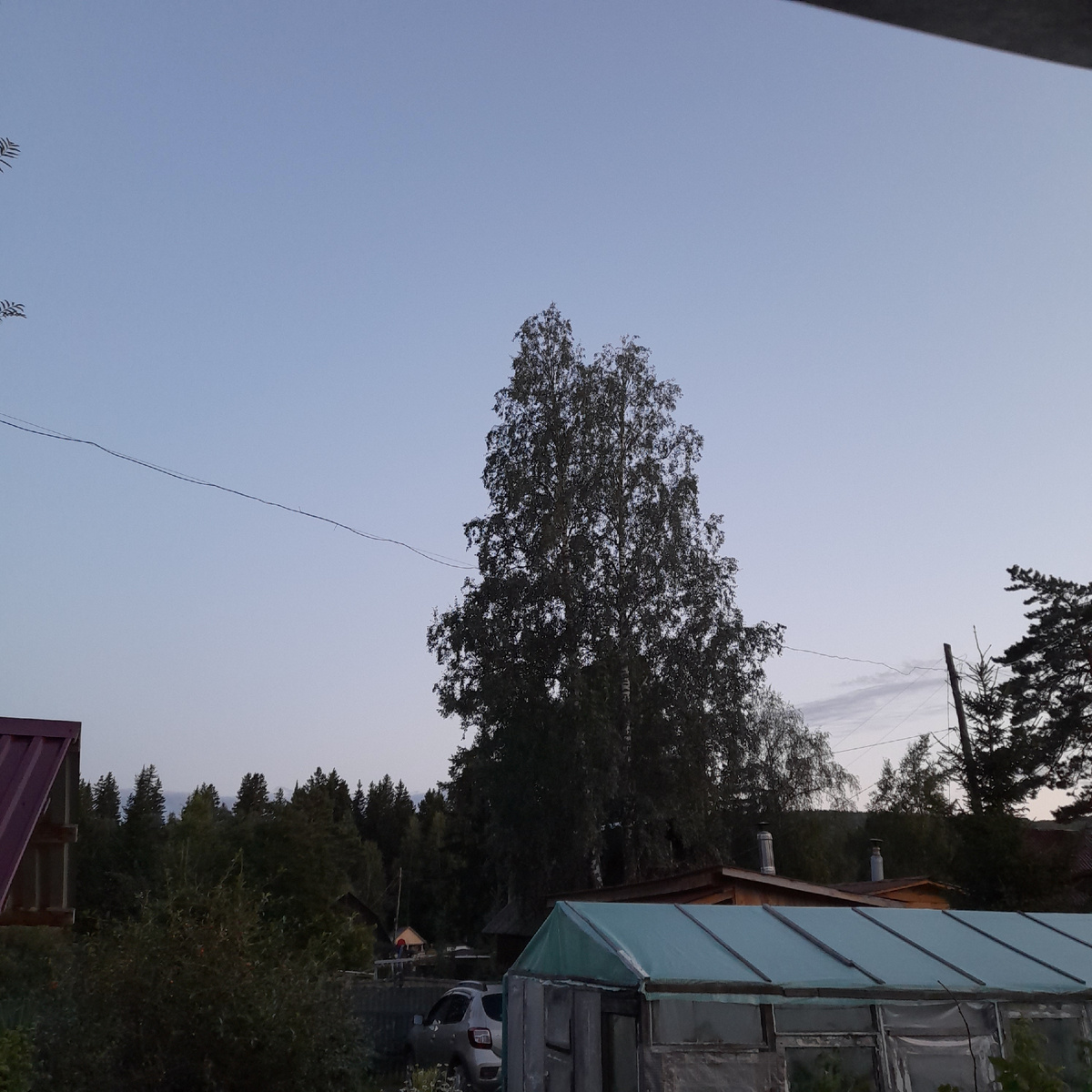 Фото автора.  Высоченные берёзы на участке напротив