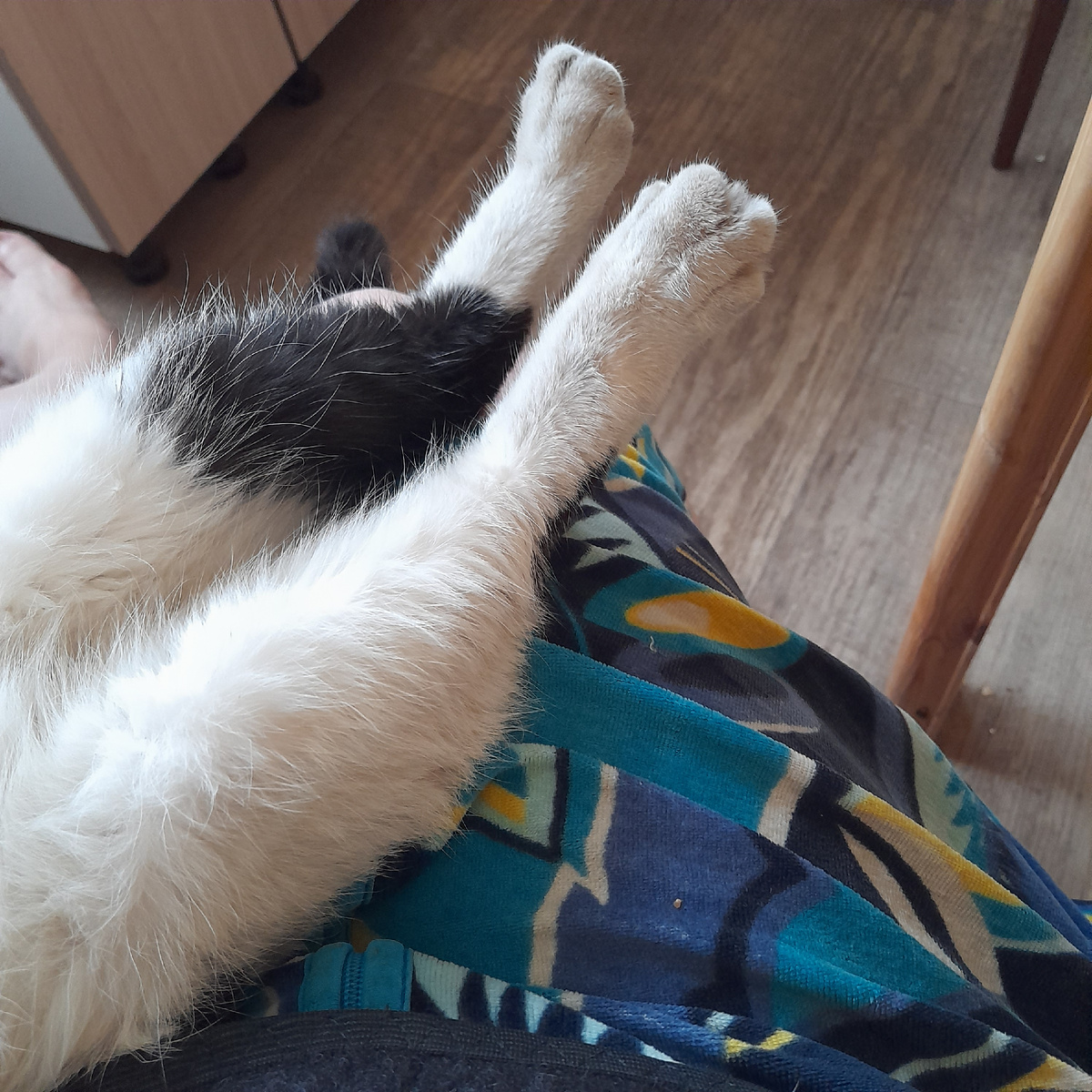 Фото автора.  Забежал ненадолго понежиться на ручках