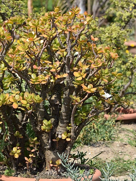 В природе толстянки могут вырастать до 3 метров 