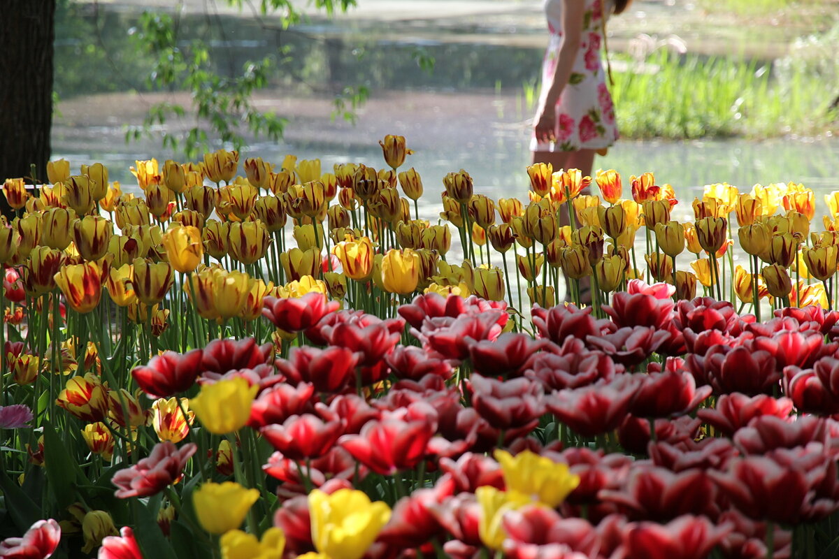 Источник: wikipedia.org Автор: Alexx Zimin