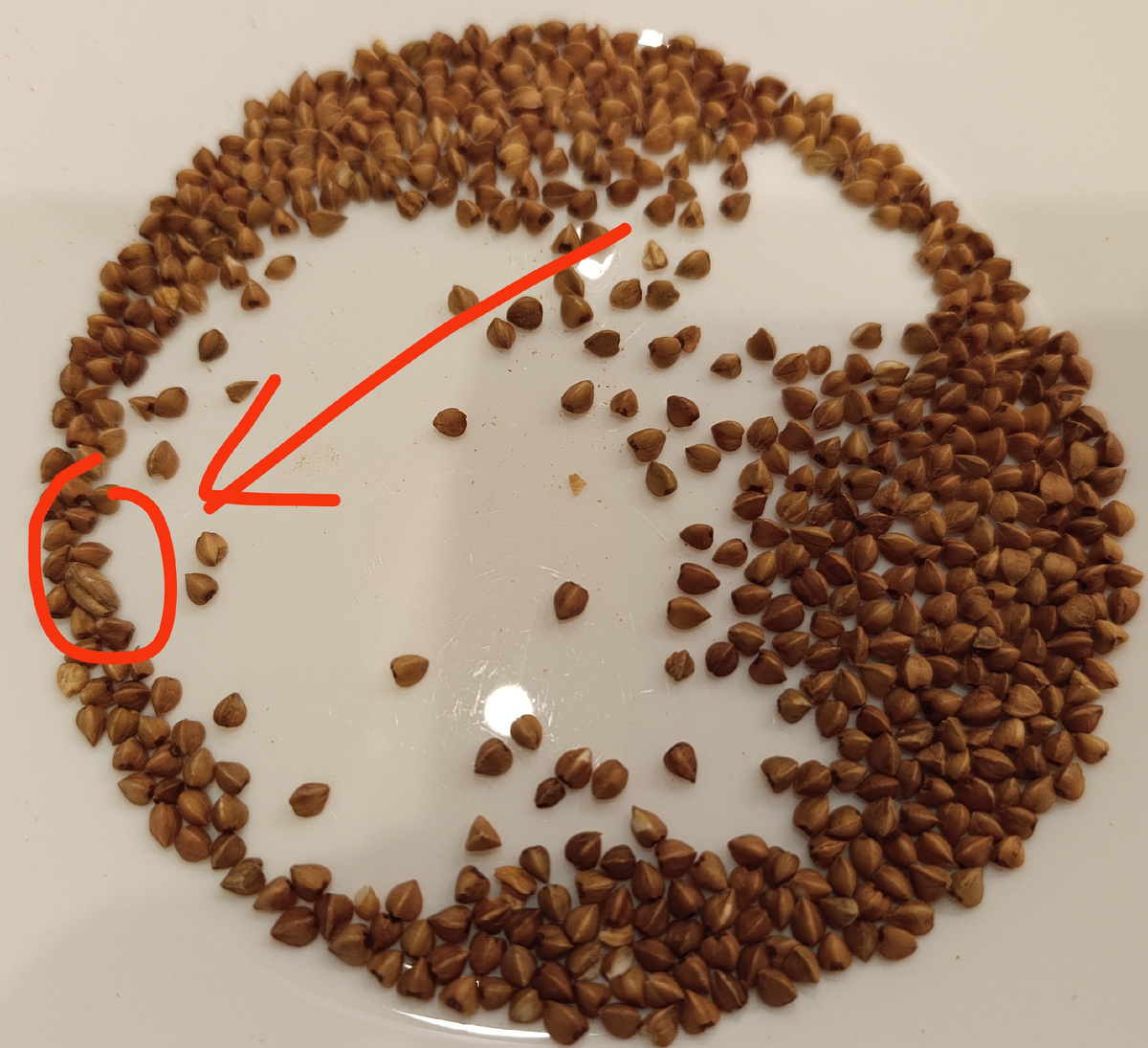 Шпион найден! 