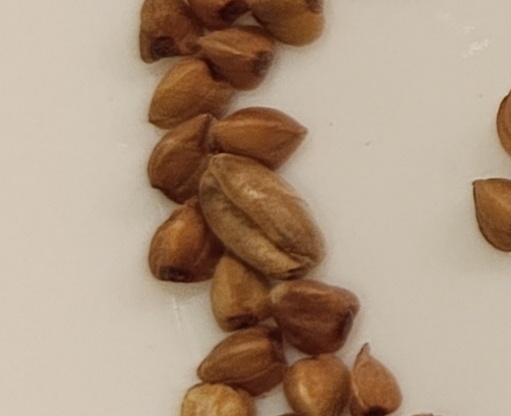 Нечто найдено в гречке