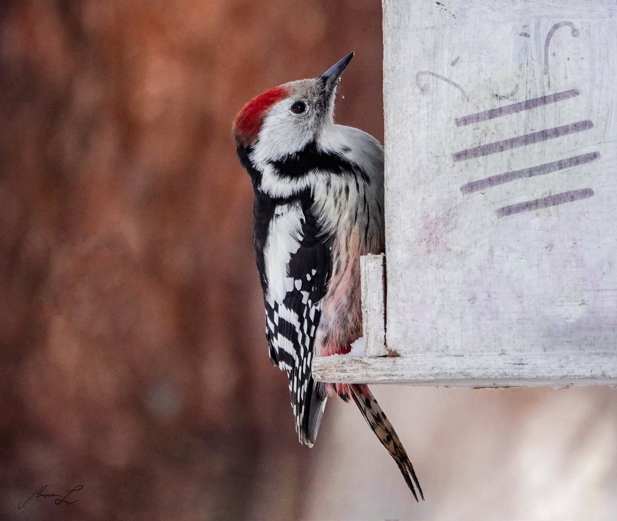 Средний пестрый дятел