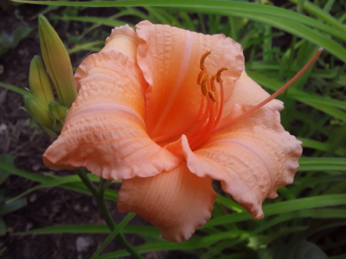 Лилейник Bertie Ferris