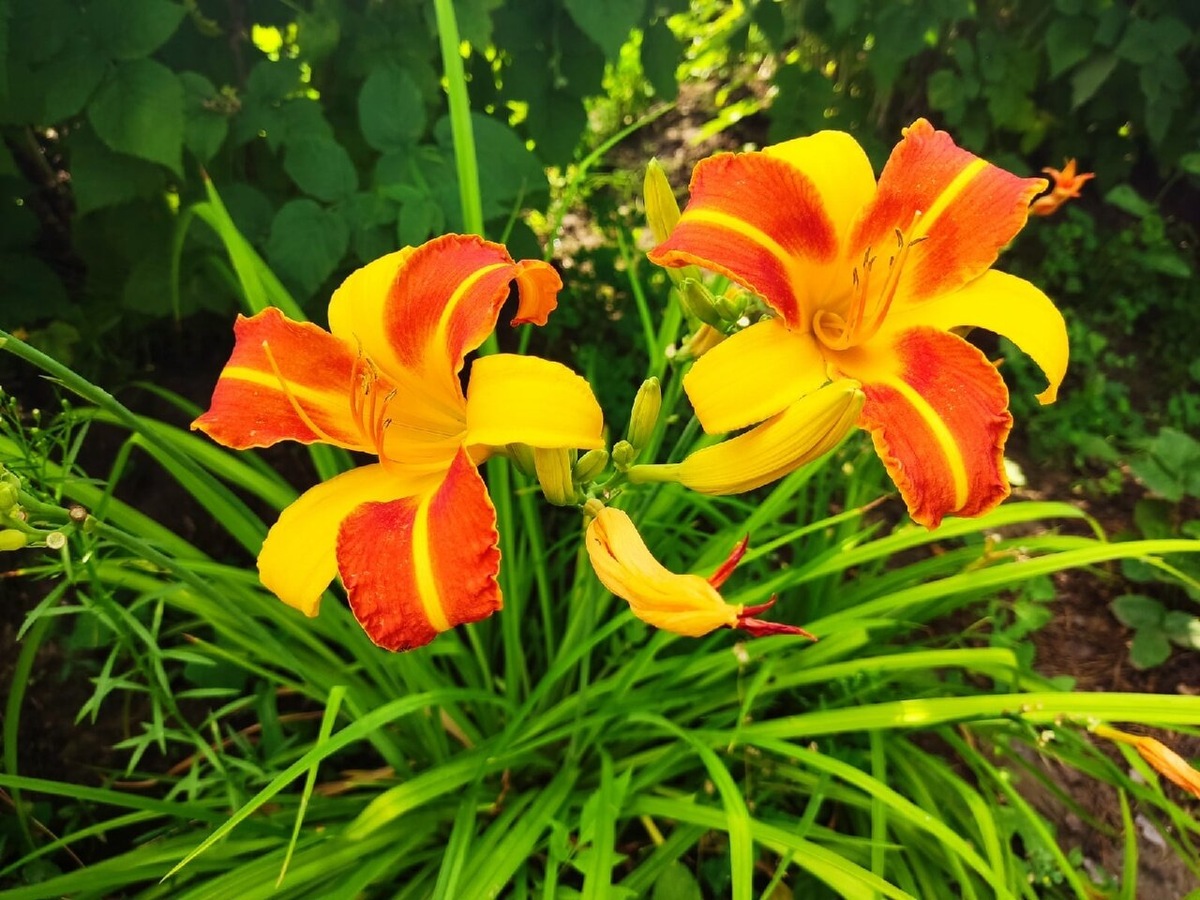 Лилейник Frans Hals