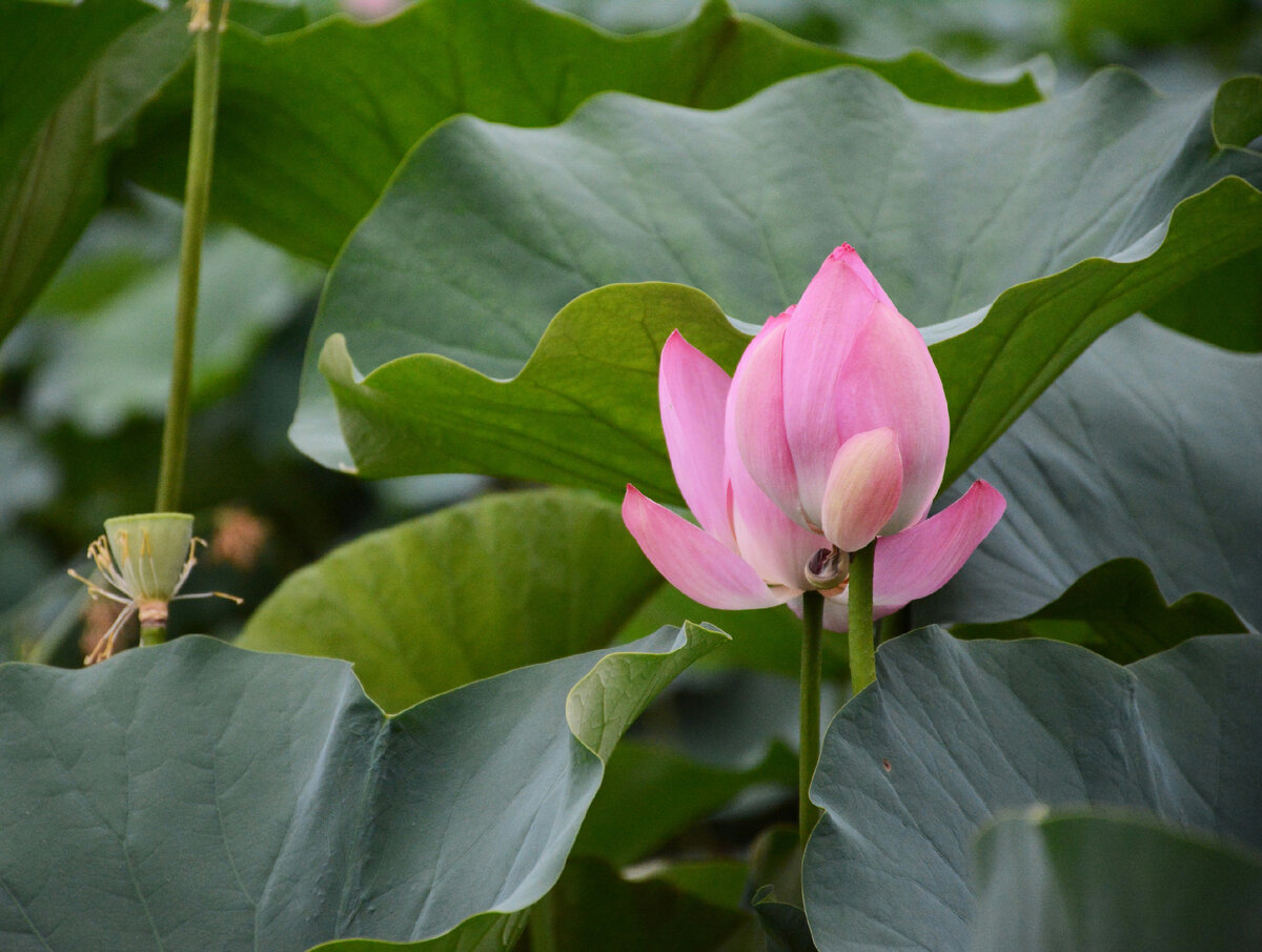 Результат осознанного выбора )