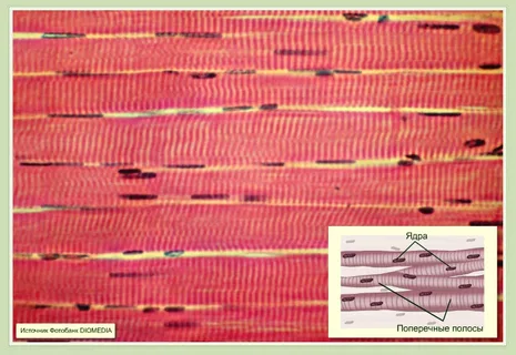 Поперечно-полосатая мышечная ткань