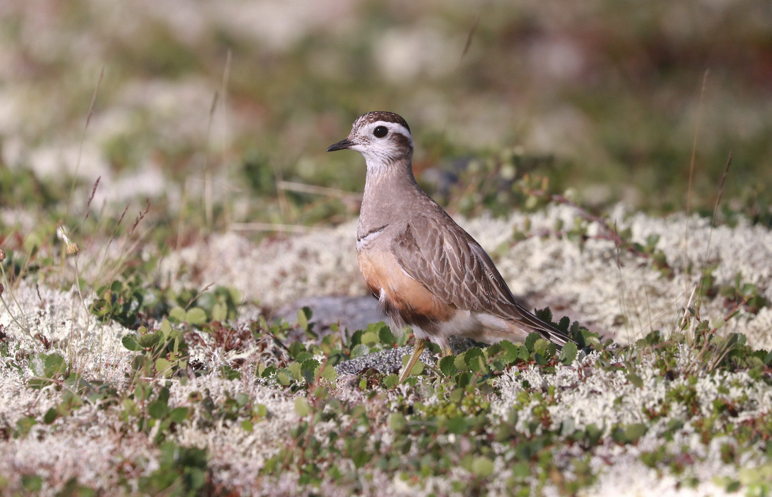 Хрустан-удивительный кулик! Обитает в горной тундре, детей воспитывает отец. Героическая птица!