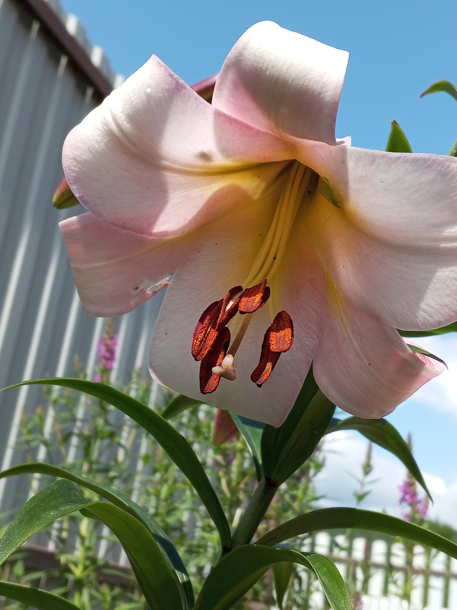 Лилии в саду Зеленой Стрекозы