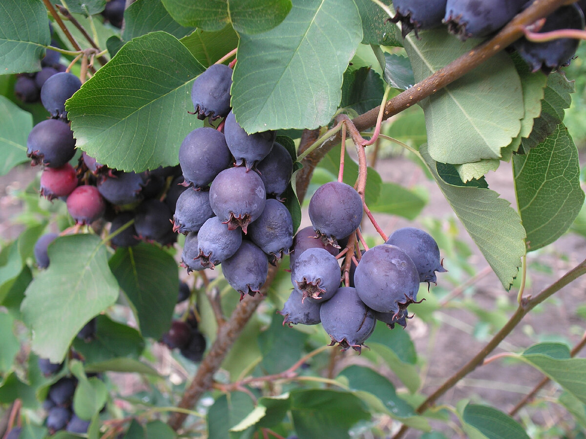 Плоды сорта Звездная ночь