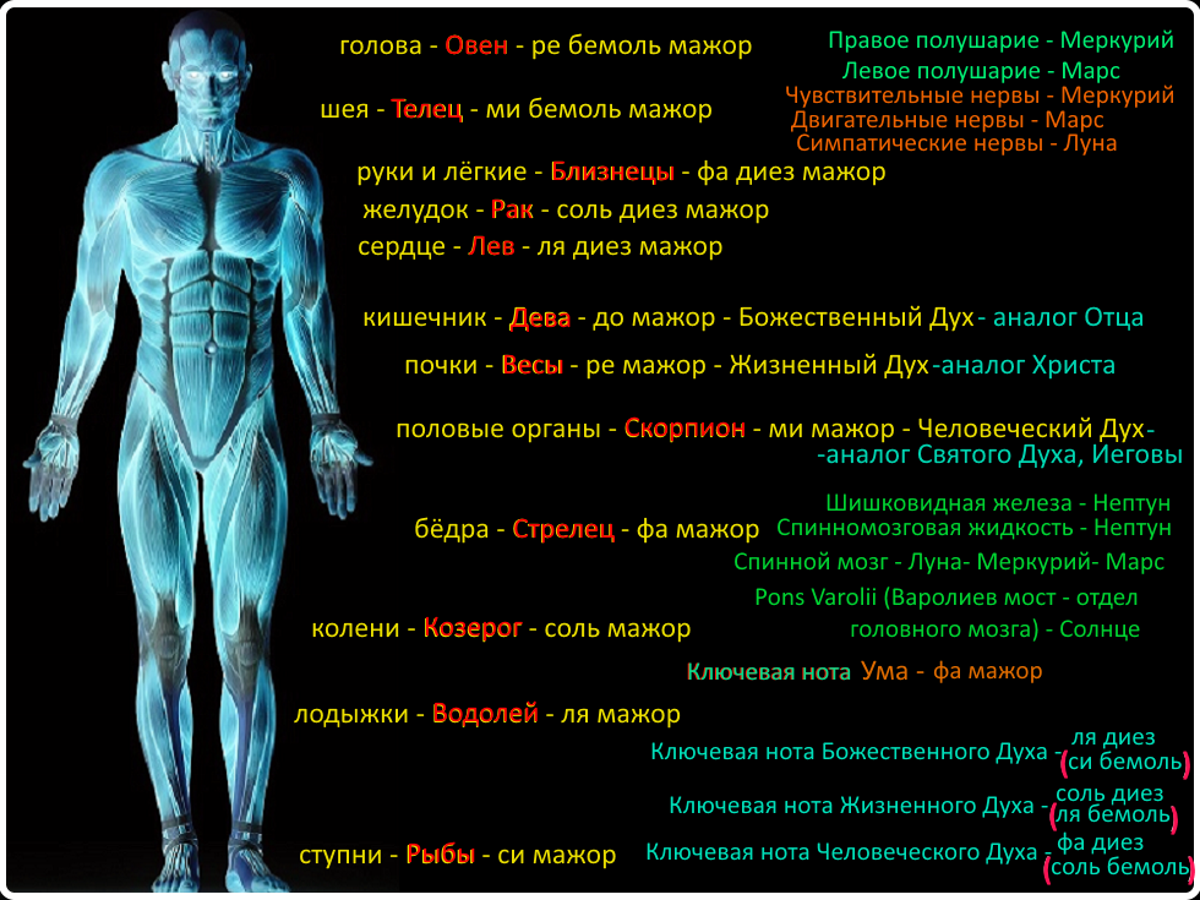 соответствие и связь знаков анатомии человека