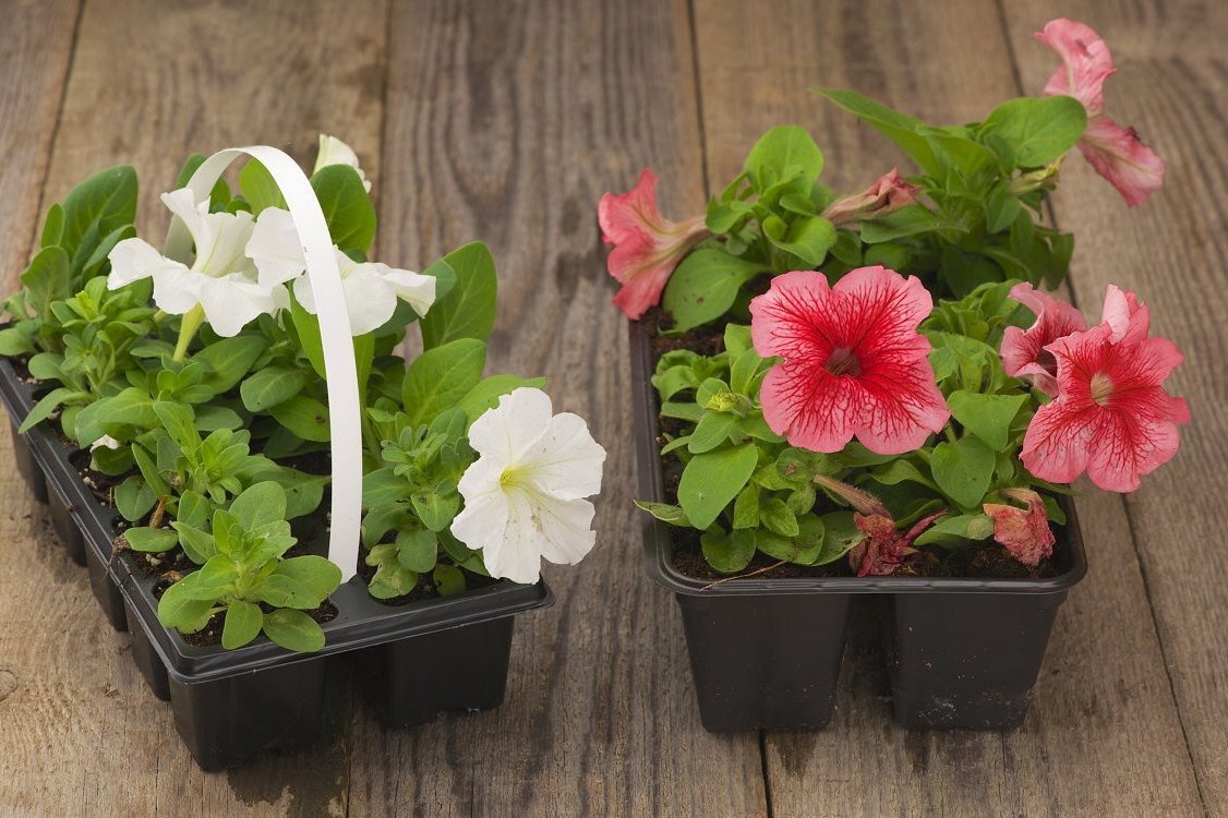 когда открывать рассаду петунии. когда открывать рассаду петунии. пикировка ампельной петунии. всходы ампельной петунии. пикировка всходов петунии.