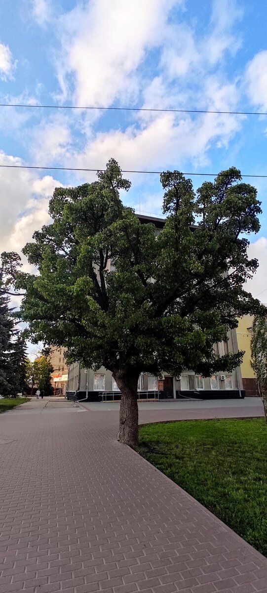 Старая груша 52.720676, 41.445709