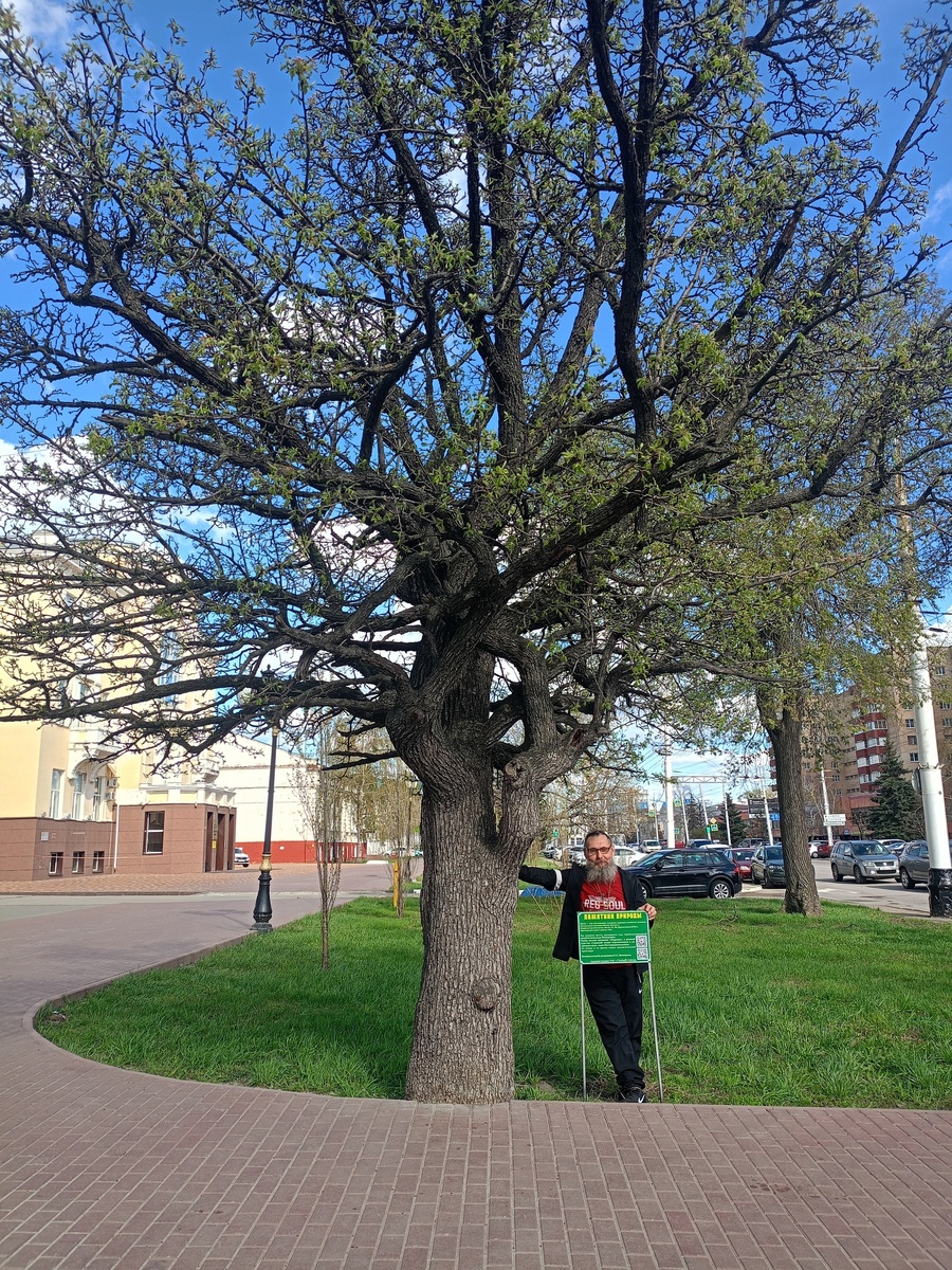 У старой груши