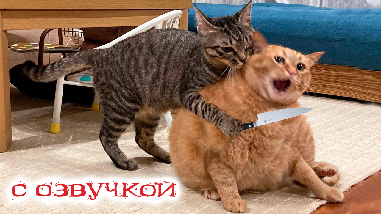 ПРИКОЛЫ С КОТАМИ! Самая смешная ОЗВУЧКА ЖИВОТНЫХ! СМЕШНЫЕ КОТЫ с озвучкой!  СМЕХОТА ДО СЛЁЗ!