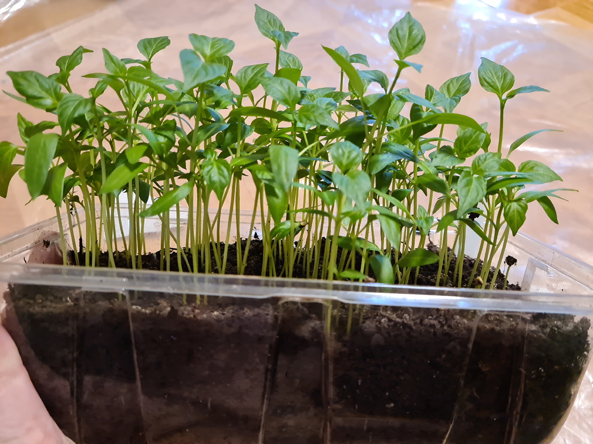 рассада перца. фото автора.