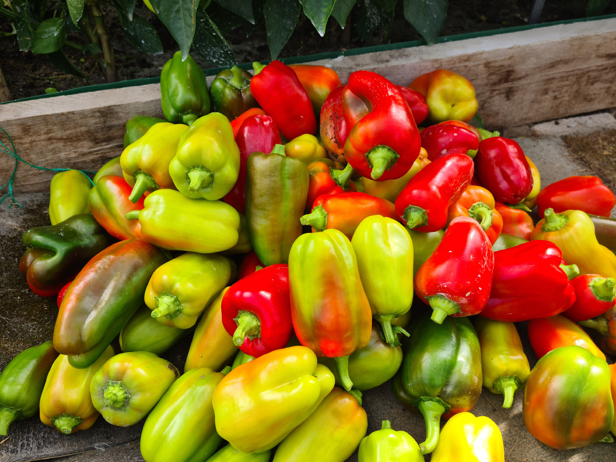 урожай перца. фото автора.