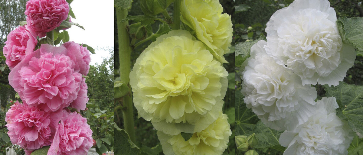 Мальва (Шток-роза) махровая - моё фото 