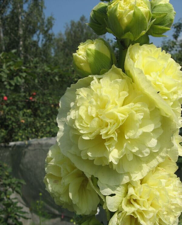 Мальва (Шток-роза) лимонно-жёлтая махровая - фото