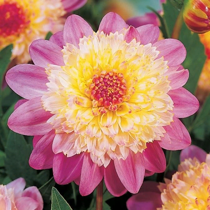 Осенняя женщина. Осень рыжая яркая. Уходящее лето. Открытки осень золотая. Картина женщина осень.