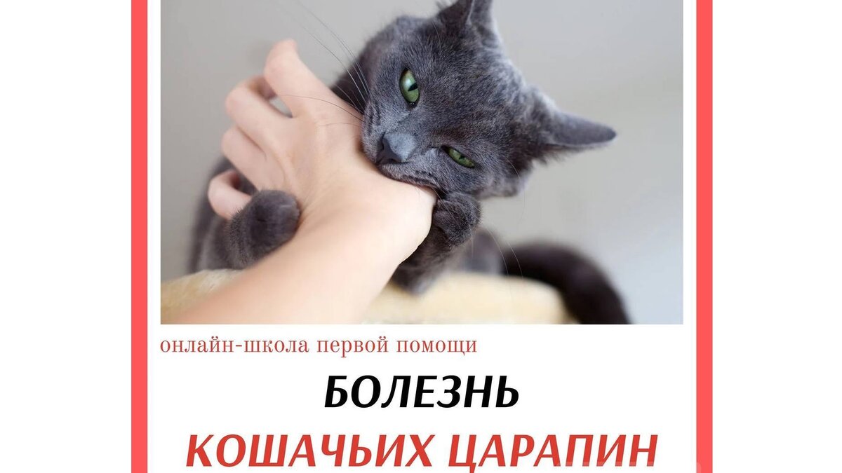 Кошка царапает мебель, обои....