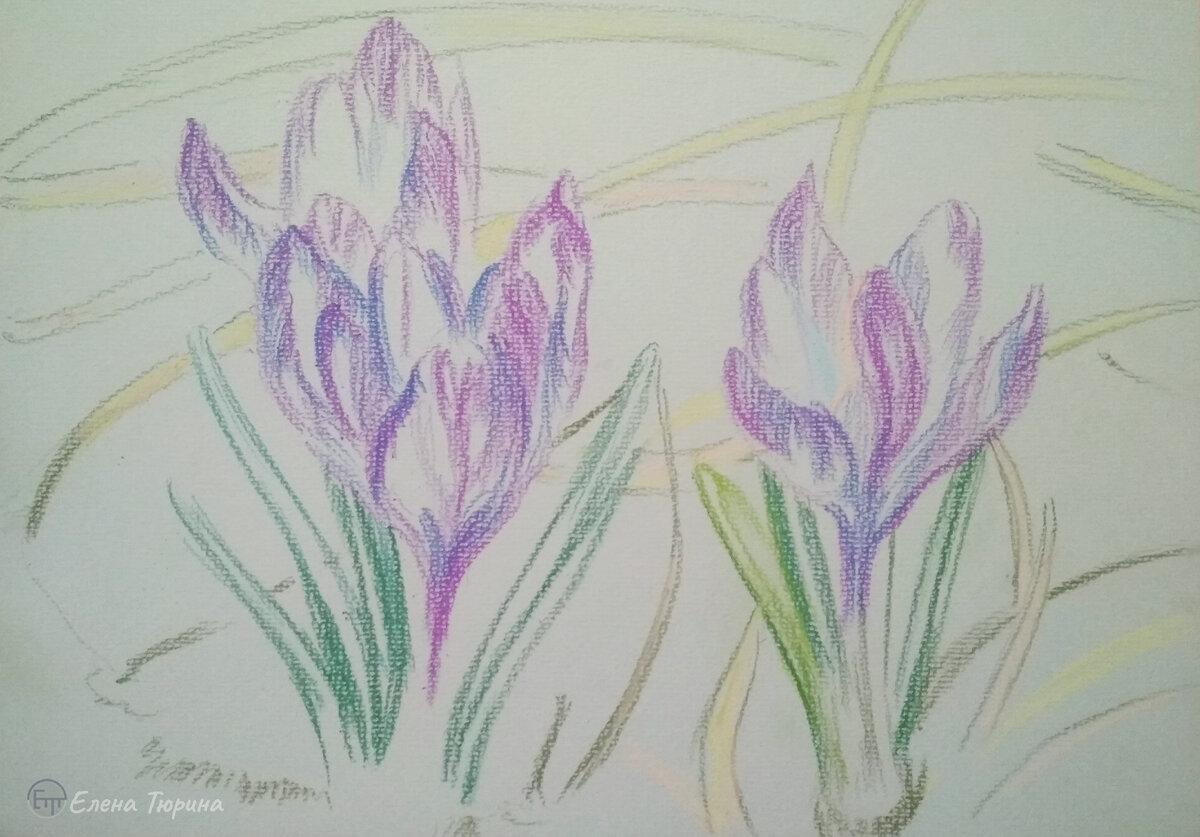 Художник Елена Тюрина. Процесс создания картины: "Весенние крокусы". Стадия I . Сухая пастель. 2021 г. Размер: 21*29.7см.