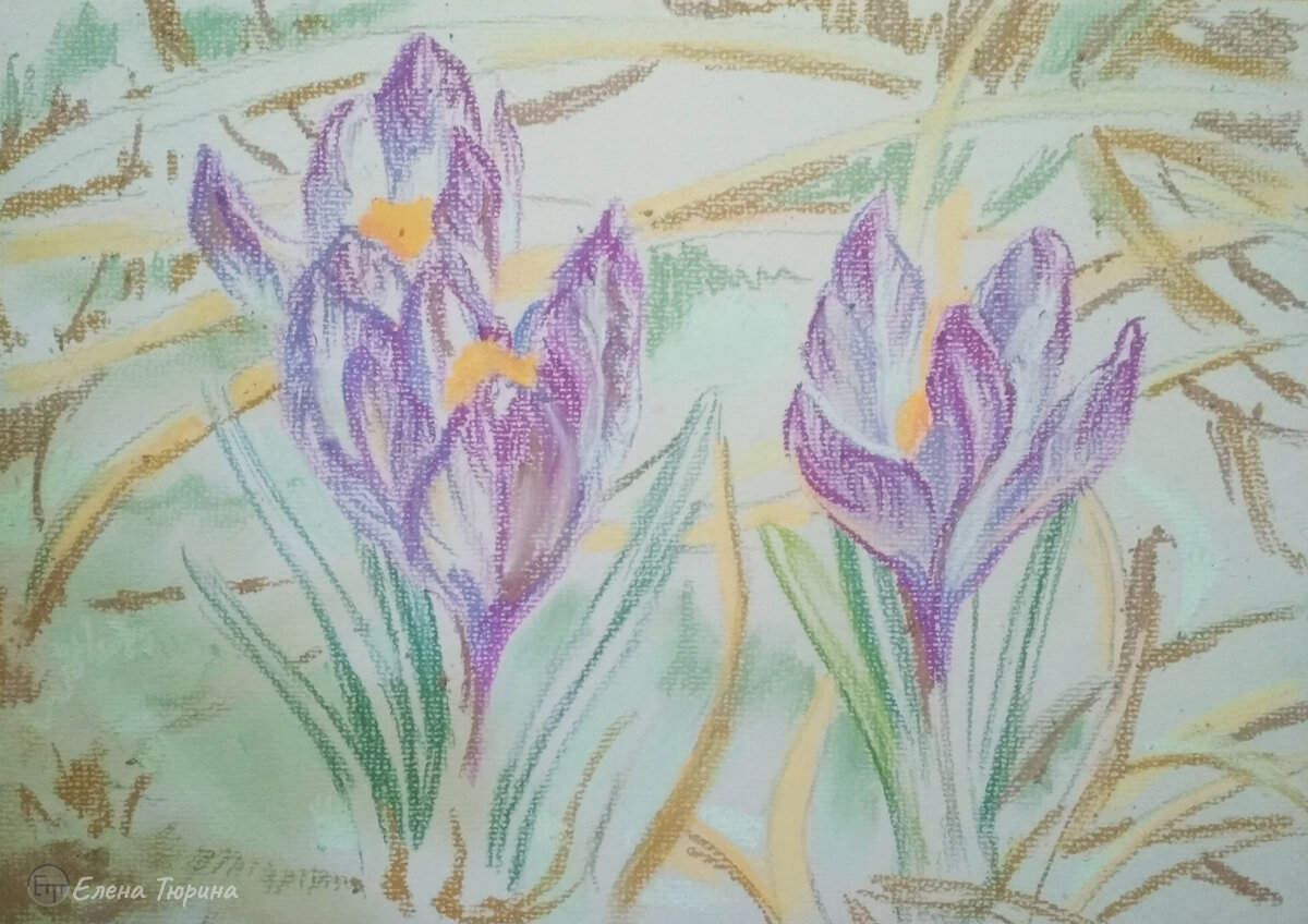 Художник Елена Тюрина. Процесс создания картины: "Весенние крокусы". Стадия II . Сухая пастель. 2021 г. Размер: 21*29.7см.