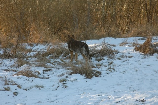 на фото немецкая овчарка Дуся (Звезда с Красных Прудов)