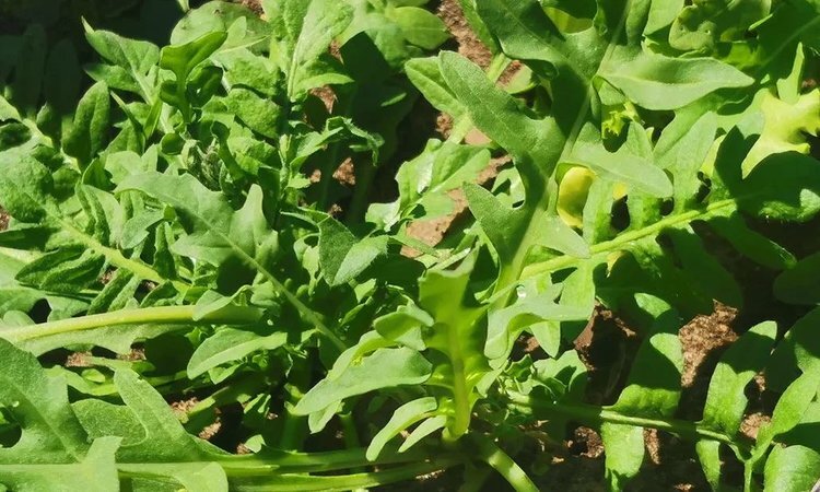     5 советов по выращиванию ранней весенней зелени
