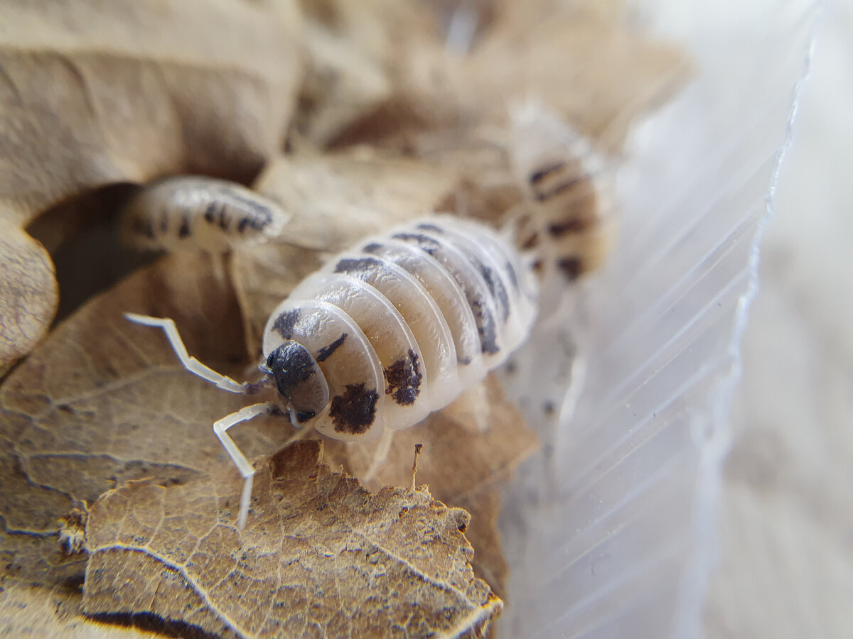 Мокрицы Porcellio laevis 