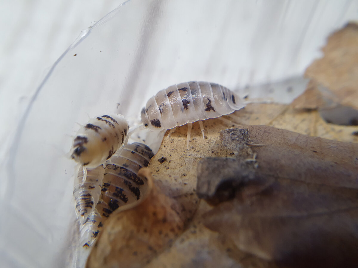 Мокрицы Porcellio laevis 