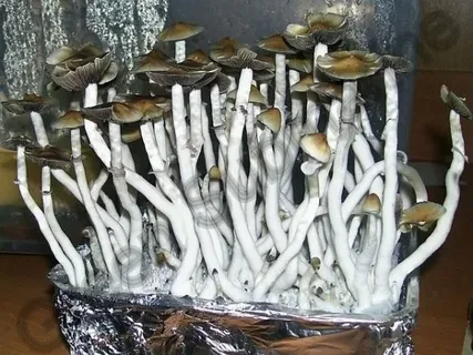 Ризоморфный мицелий. Грибы возбудители болезней. Грибница в почве. Грибок ногтей микроскопия. Обнаружен мицелий гриба что это значит.