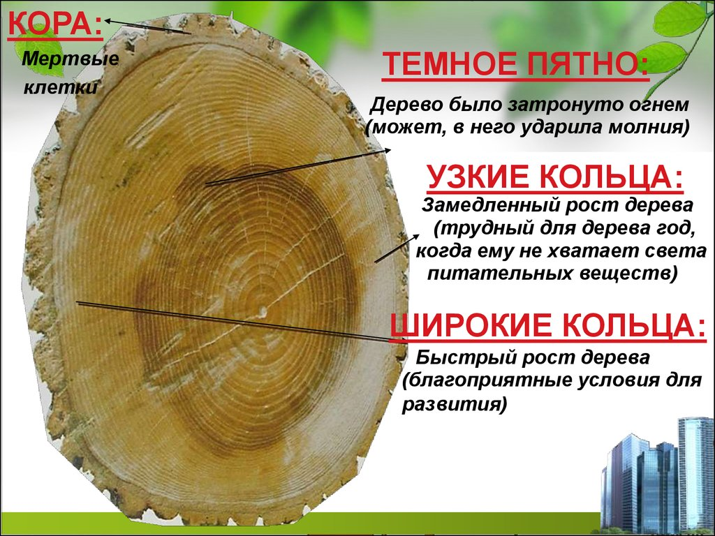 Чтобы спиленное дерево не росло. Возраст дерева по кольцам. Как определить Возраст дерева по годичным кольцам. Как узнать Возраст дерева. Возраст дерева по спилу.