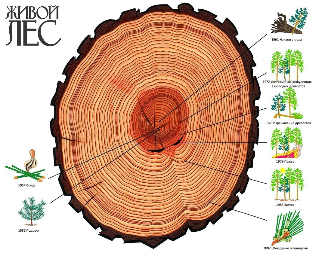 Е луба. Годичные кольца Мамонтова дерева. Как определить Возраст дерева по спилу. Поперечный срез ствола сосны. Распил ствола дерева поперечный срез.