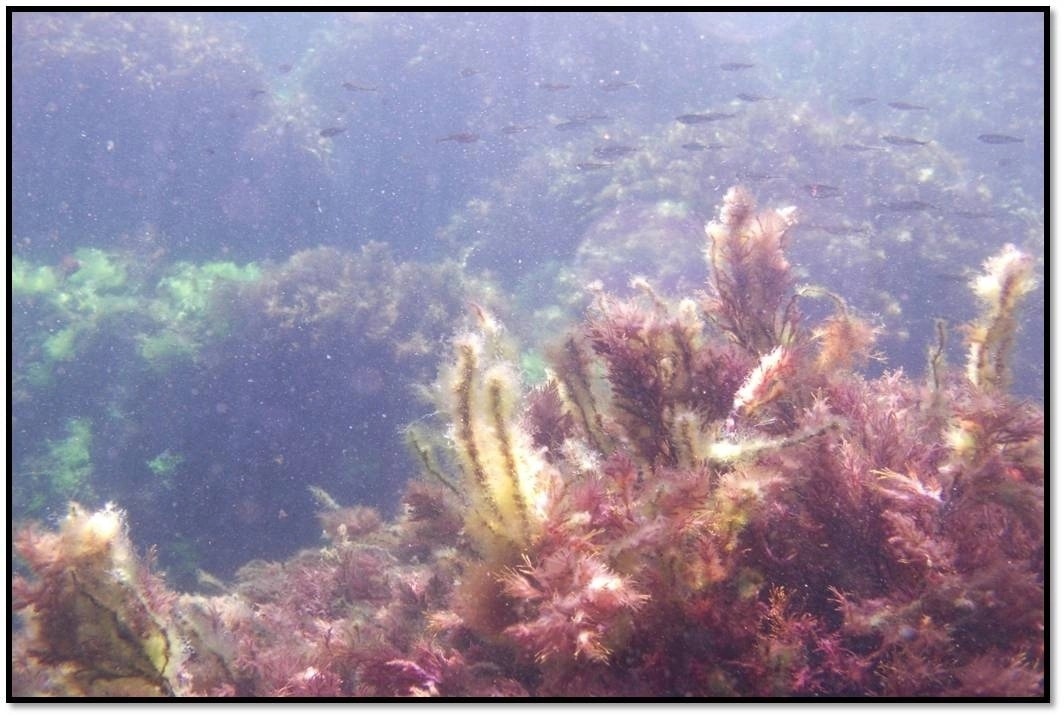 Ориби Каммпирр - Летние приключения © Copyright: Ориби Каммпирр